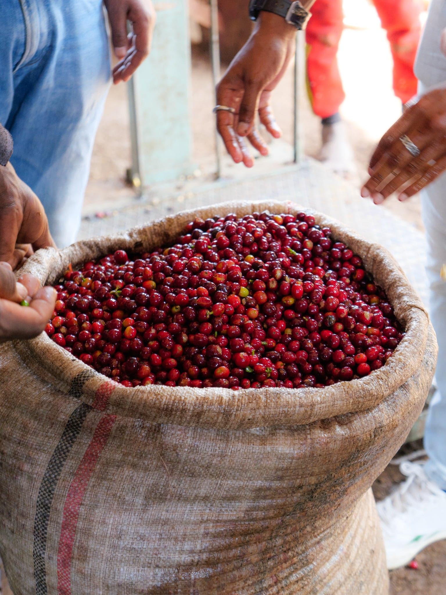 ETHIOPIA BISHAN WATE PREMIUM G1 WASHED