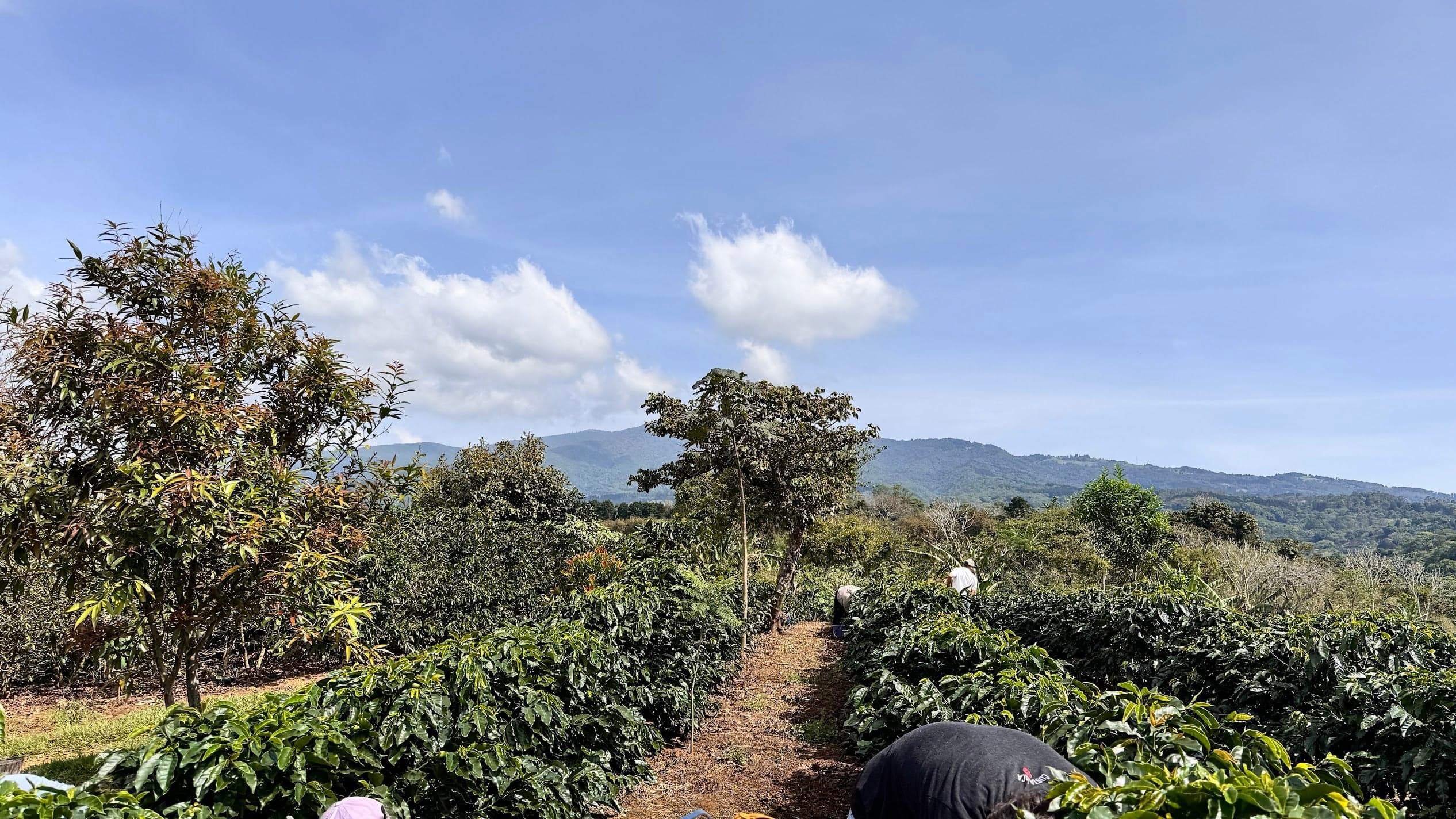 Costa Rica Finca Sircof | Retail