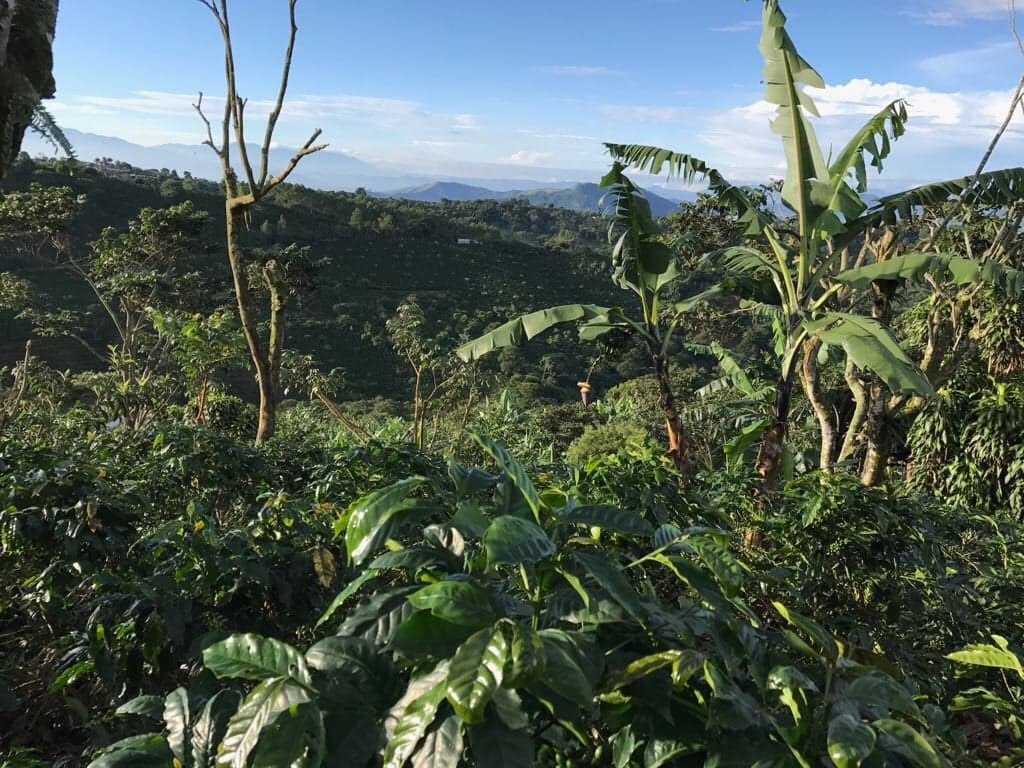 Costa Rica Café Con Amor