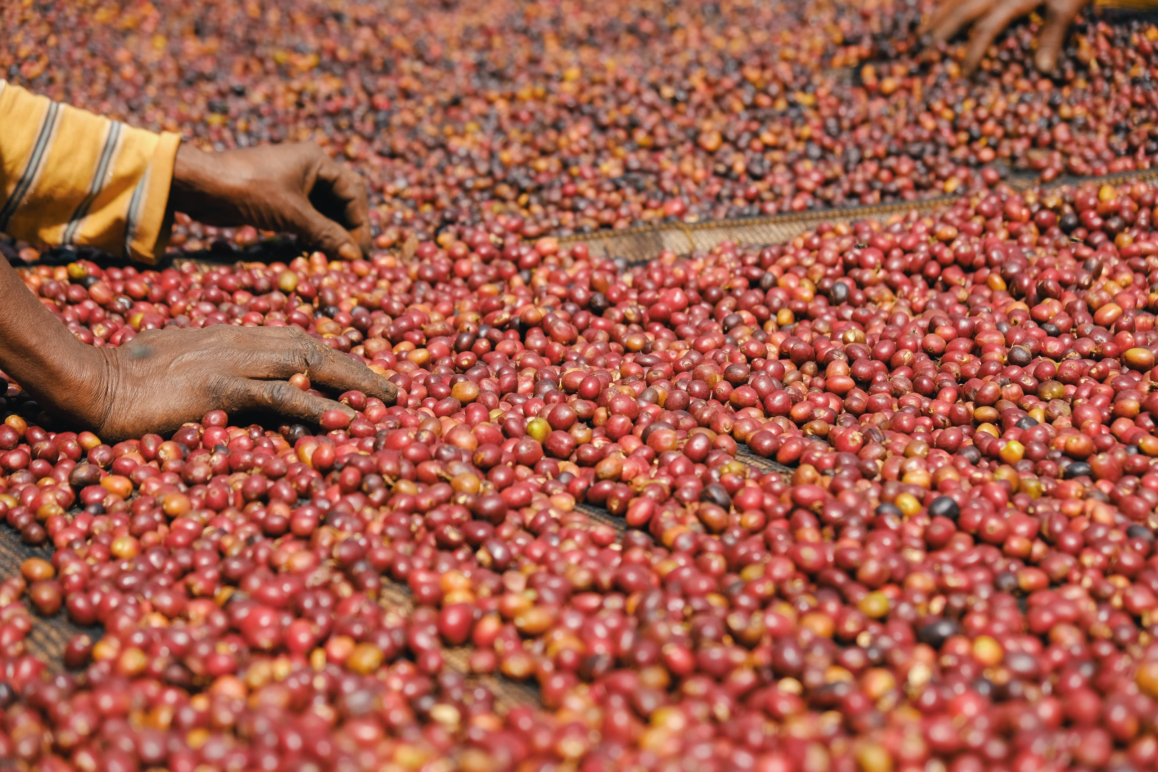 DECAF MICROLOT - RWANDA NYAMASHEKE NATURAL