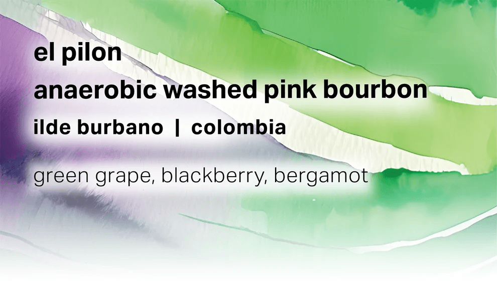 El Pilon Anaerobic Washed Pink Bourbon - 8 oz.
